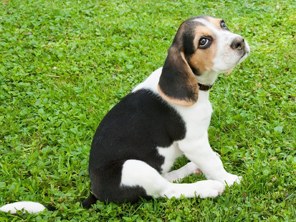 Beagle Dogs shop in Porur