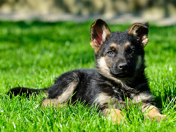 German Shepherd Dogs Shop in Porur