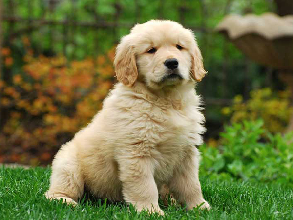 Golden Retriever Dog Shop in Alapakkam