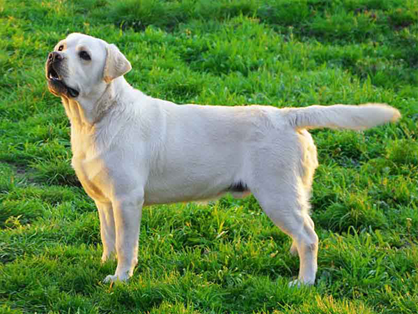 Labrador Retriever Dogs shop in Senneerkuppam