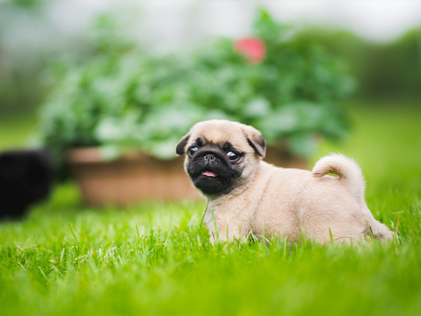 Pug Dogs in Shop in Poonamallee