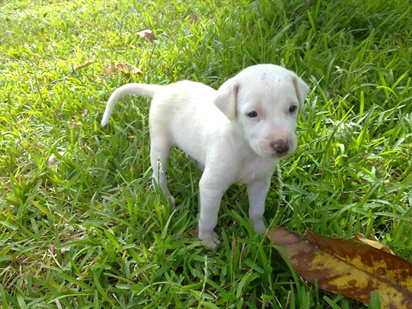 Rajapalayam Dog Shop in Porur