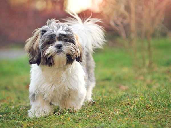 Shihtzu Mating Service in  Poonamallee