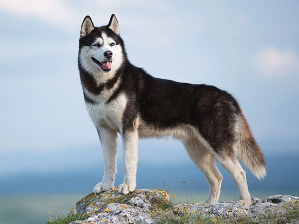 Sibertan Husky Dos Shop in Alapakkam