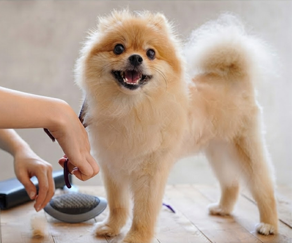 Pet Grooming Centre in Poonamallee Chennai