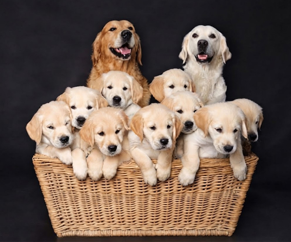 Puppies Breeding in Poonamallee Chennai